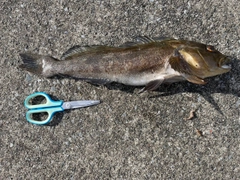 アイナメの釣果