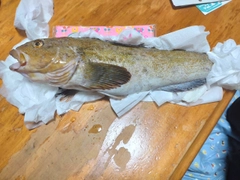 アイナメの釣果