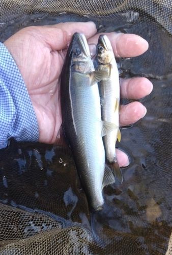 アユの釣果