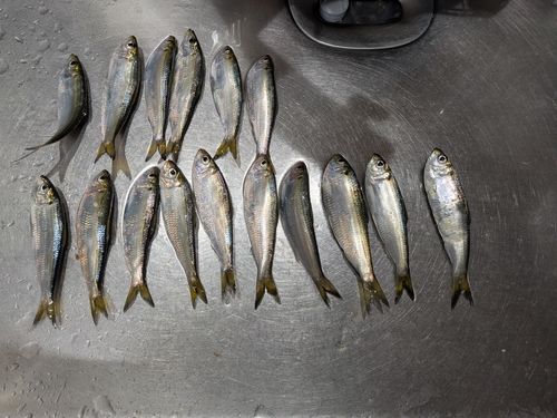 サッパの釣果