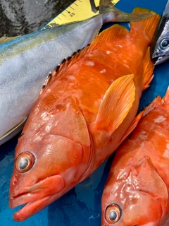 アカハタの釣果