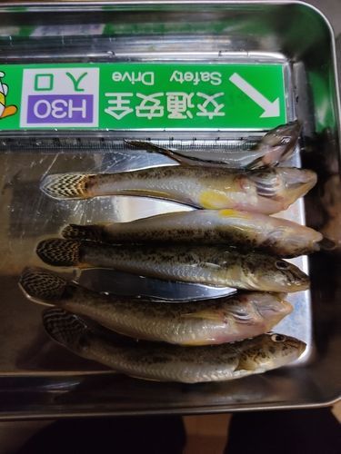 マハゼの釣果