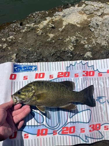 スモールマウスバスの釣果