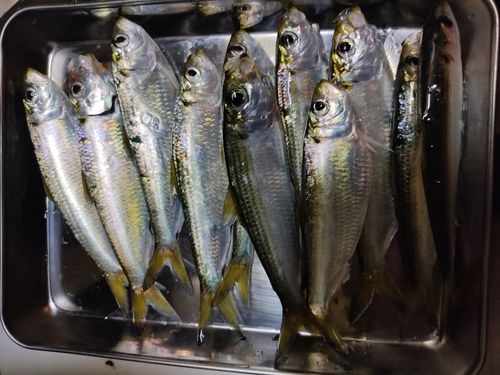 サッパの釣果