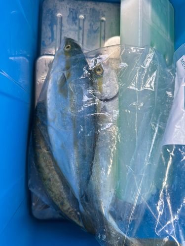 ツバスの釣果