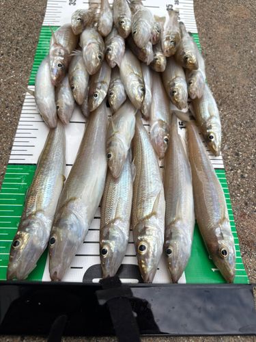 キスの釣果