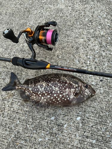 アイゴの釣果