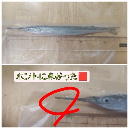 サヨリの釣果