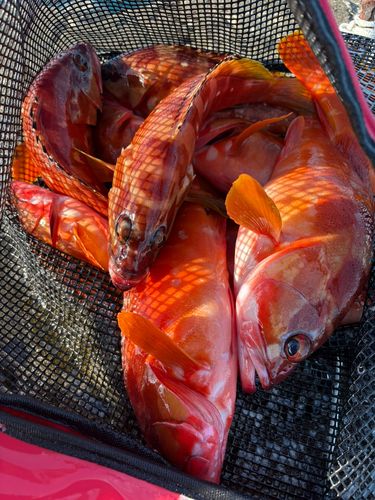 アカハタの釣果