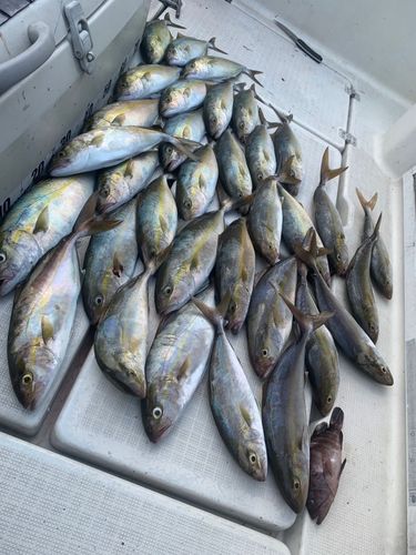 ネリゴの釣果