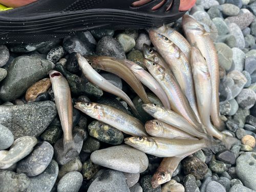 キスの釣果