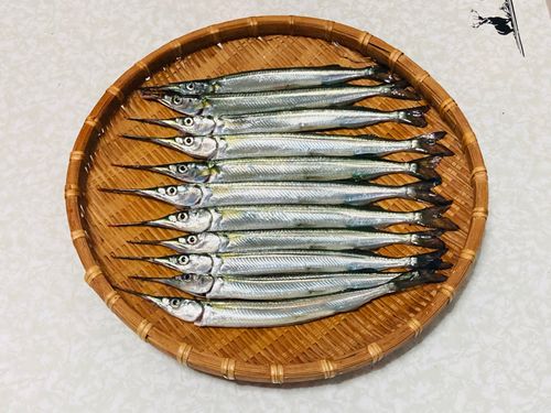 サヨリの釣果