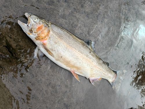 ニジマスの釣果