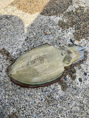 モンゴウイカの釣果