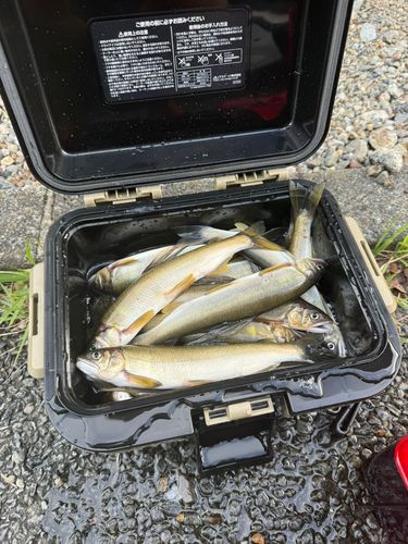 アユの釣果