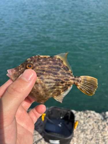 カワハギの釣果