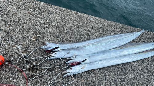 タチウオの釣果