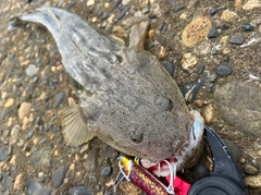 マゴチの釣果