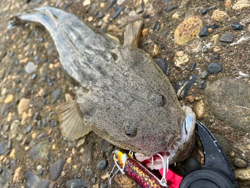 マゴチの釣果