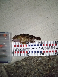 ガシラの釣果