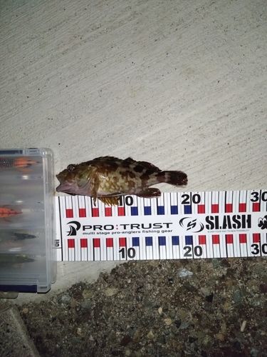 ガシラの釣果