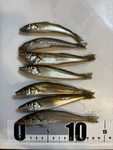 キスの釣果