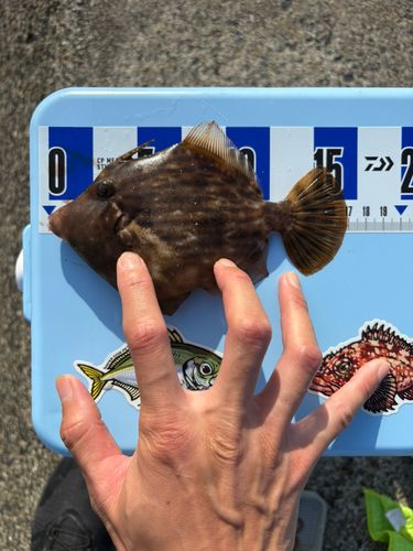 カワハギの釣果