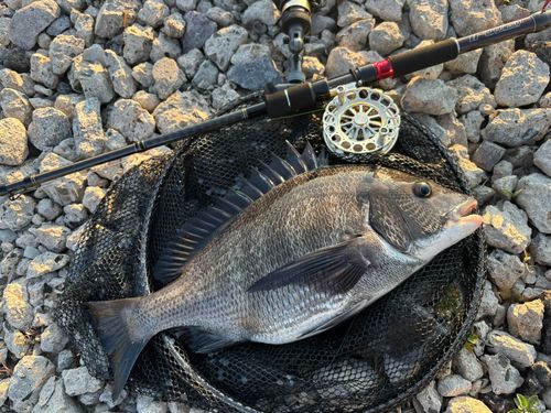 チヌの釣果