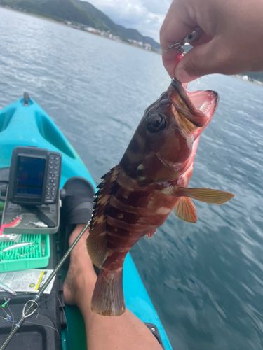 アカハタの釣果