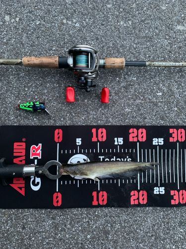 ナマズの釣果