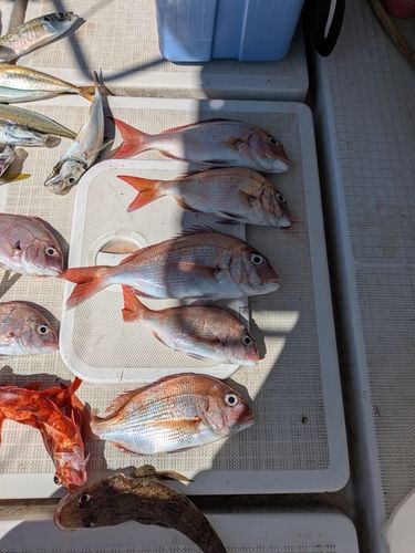 タイの釣果