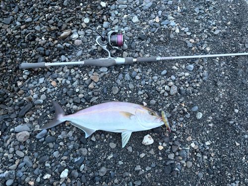 ショゴの釣果