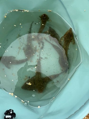 メゴチの釣果