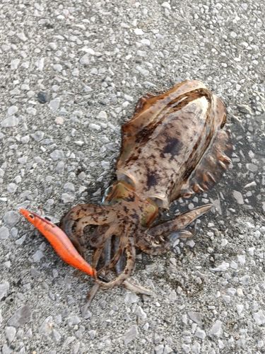 アオリイカの釣果