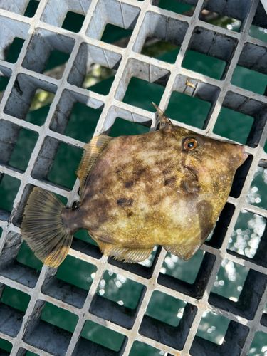 カワハギの釣果