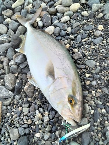 ショゴの釣果