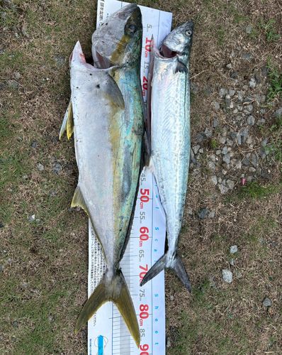ヒラマサの釣果