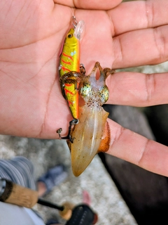 イカの釣果