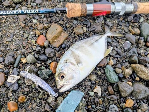 メッキの釣果