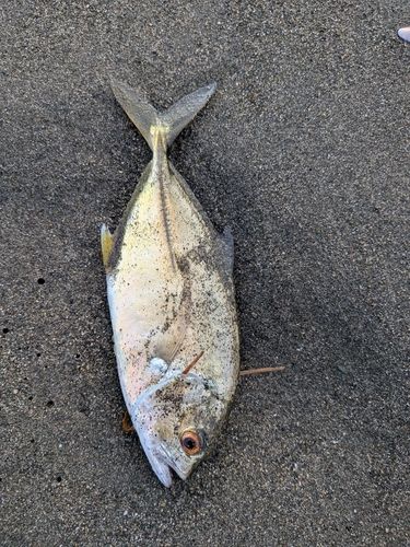 メッキの釣果