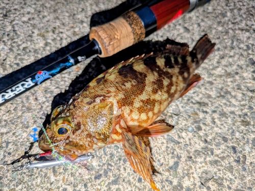 カサゴの釣果