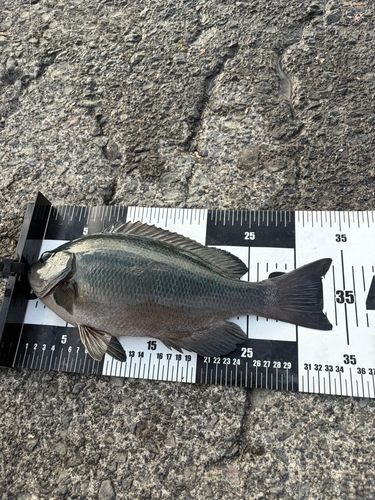 メジナの釣果