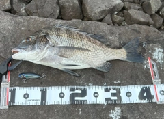 チヌの釣果