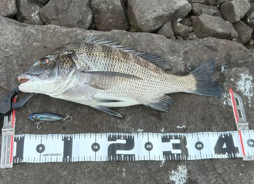 チヌの釣果