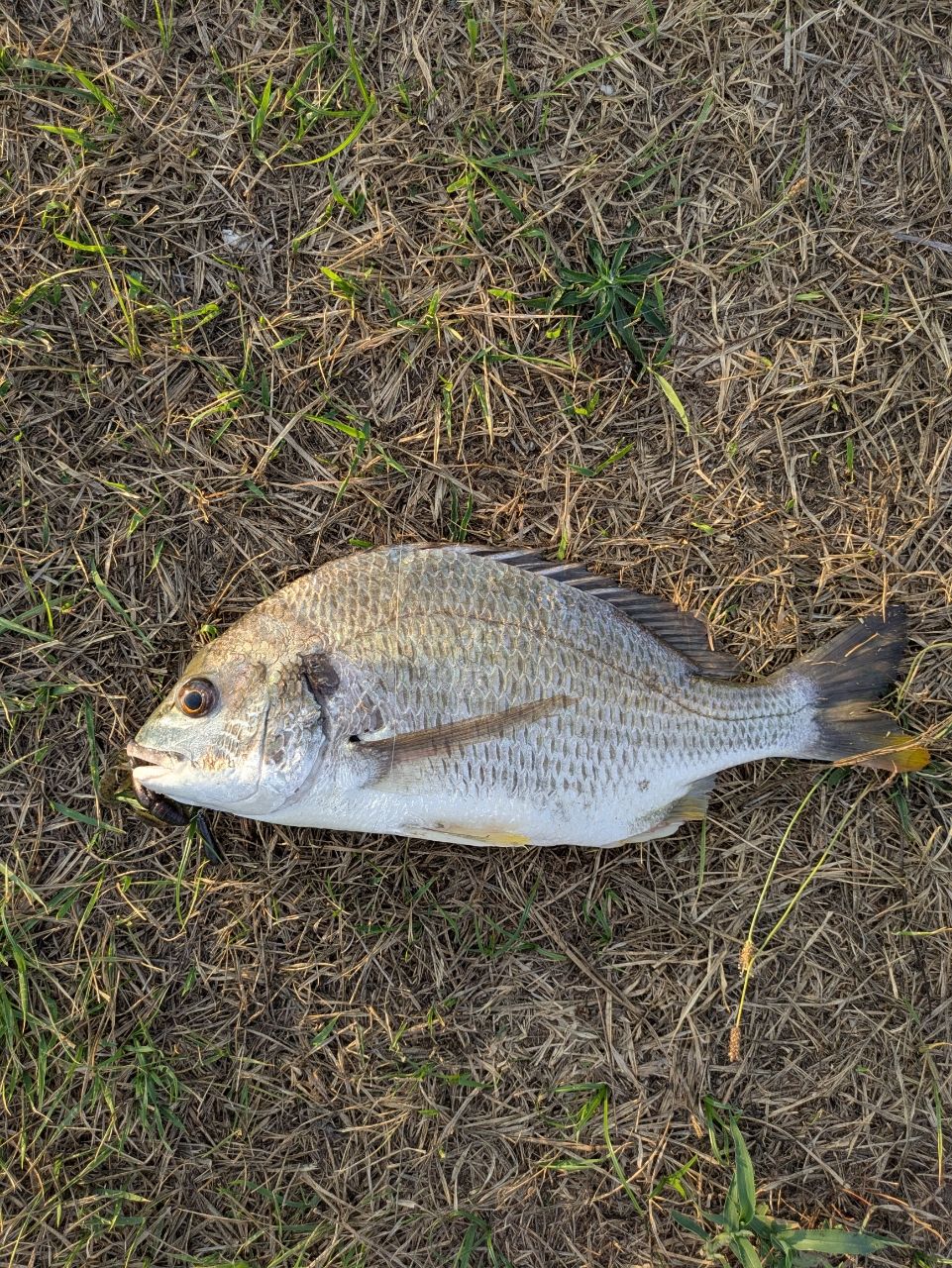 SHIMANO 22サハラ 4000XGの最安値・インプレ・釣果 | 本音の口コミが