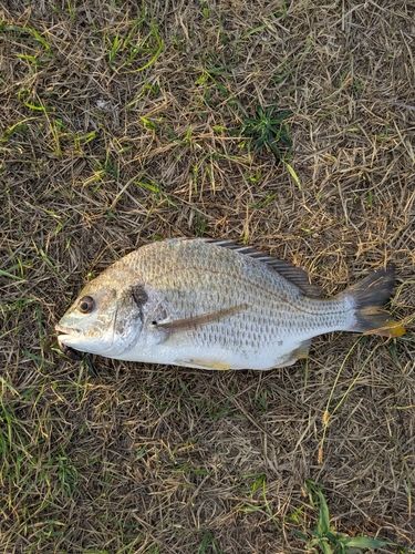 キビレの釣果