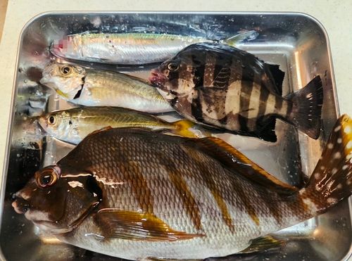タカノハダイの釣果