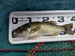 ラージマウスバスの釣果