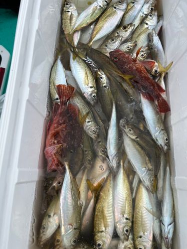 マアジの釣果