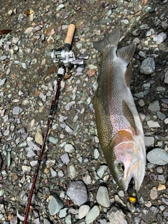 ニジマスの釣果